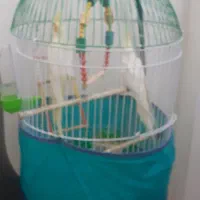 دوعدد عروس هلندی با تمام وسایل|پرنده|لنگرود, |دیوار