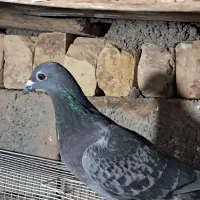 کبوتر پرشی|پرنده|بیرجند, |دیوار