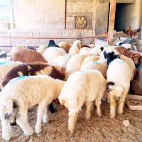 31 عدد بره نر و ماده درجه یک