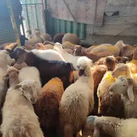 گوسفند مغان|حیوانات مزرعه|تهران, تهرانسر شمالی|دیوار