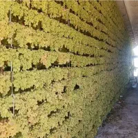 کشمش و خشک بار