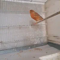 قناری نر مست