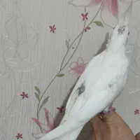 عروس هلندی جوجه