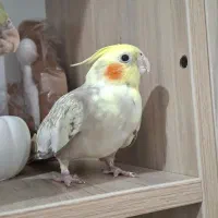 فروش عروس هلندی جفت