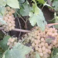 کارگر ساده جهت انجام کار در باغ انگور