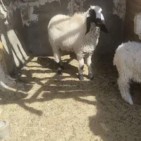 یه بره نر مری و یه ماده مری|حیوانات مزرعه|زاهدان, |دیوار