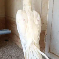 جوجه خروس لاری اوشامو|حیوانات مزرعه|تهران, سنگلج (شاپور)|دیوار