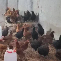 مرغ و تخم مرغ