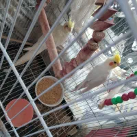 یک جفت عروس هلندی