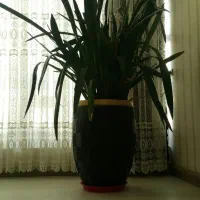 گل سانسوریا