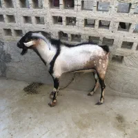 فروش نری دو رگه پازن|حیوانات مزرعه|بندرعباس, |دیوار