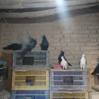 چنتا زاغ یایجف پشدار جهت معاوضه