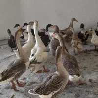 مرغ بوقلمون غاز غوغاز اوردک مولد تخم گذار