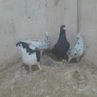 کبوتر|پرنده|قزوین, |دیوار