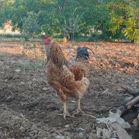 خروس بومی دورگه بسیار زیبا