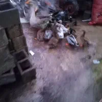 اردک پروازی|حیوانات مزرعه|رشت, پورسینا|دیوار