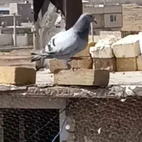 کبوتر (باخت کرده)