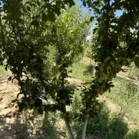 باغچه-و-باغ-میوه