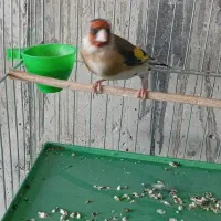 سهره دهن باغی قدیم|پرنده|قروه, |دیوار