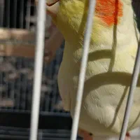 عروس هلندی نر و ماده رام سخن گو با تخم جوجه|پرنده|سرخرود, |دیوار