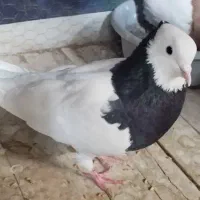 طوقی جوجه.جفت|پرنده|نیشابور, شریعتی|دیوار