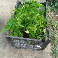 نشا گوجه فرنگی با کیفیت زیر قیمت