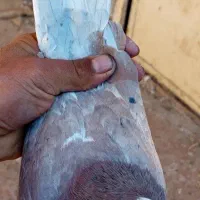 لیلک سرخ خال سیاه|پرنده|شیراز, محمدیه|دیوار