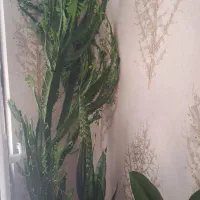 گل افوربیا