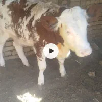 گوساله ماده سیمیتال