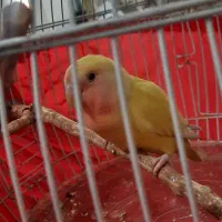 طوطی برزیلی|پرنده|پردیس, فاز ۳|دیوار