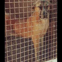 سگ ماده الابایی توله