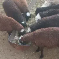 تعدادی بره|حیوانات مزرعه|محلات, |دیوار