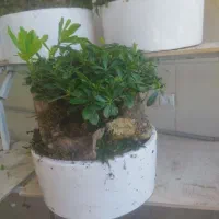 تولید کننده بنسای میخک هندی|گل و گیاه طبیعی|تهران, شهرک آزمایش|دیوار