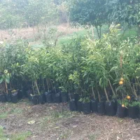 نهال مرکبات قیمت استثنایی|خدمات باغبانی و درختکاری|کومله, |دیوار