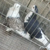 فروش دوتا کبوتر خوب خورموج با قفس