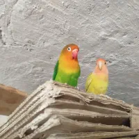 کوتوله فیشر رنگ خاص