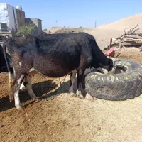 دو راس گاوداشتی