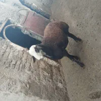 فروش یه عدد بره قوچ|حیوانات مزرعه|نهاوند, |دیوار