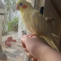 عروس هلندی|پرنده|آبپخش, |دیوار