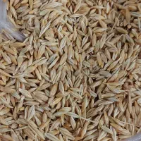 جو بذری محلی( گیردیش آرپاسی 6 ردیف)