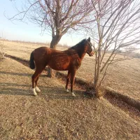 فروش کره اسب نریان|اسب و تجهیزات اسب‌سواری|ارومیه, |دیوار