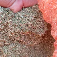 خار شتر دست چین