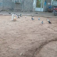 شوش عبدالخان سده شاوور اهودشت|پرنده|کرخه, |دیوار