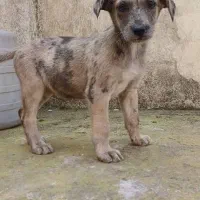 توله‌سگ گریت‌دین اصیل فوق‌العاده درشت و سالم|سگ|رشت, حومه رشت|دیوار