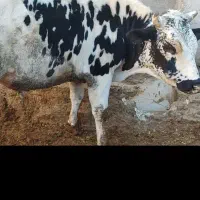 گوساله نر چاق همراه با کود دامی