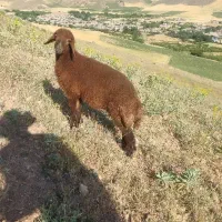 گوسفند