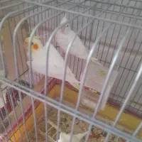 سلام فروش عروس هلندی نیمور