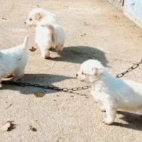 توله اشپیتزو