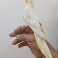 دوجفت عروس هلندی زردجوان سالم|پرنده|شوش, |دیوار