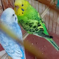 مرغ عشق نر ماده عالی